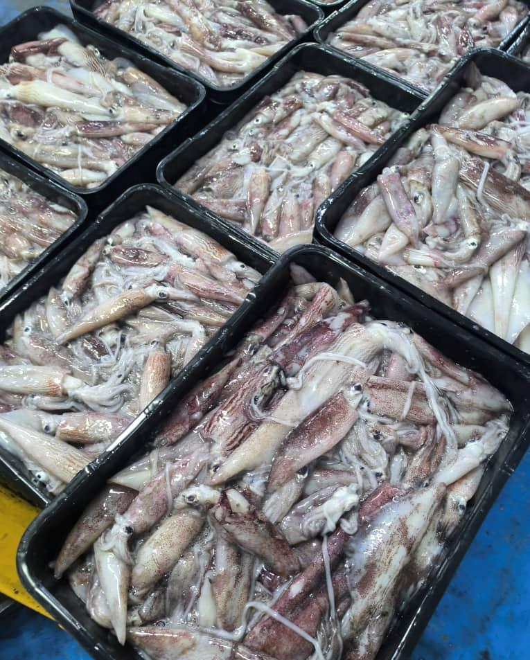 WHOLE SQUID