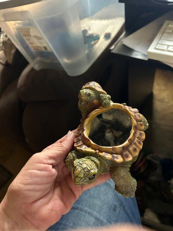 MOTHER AND CHILD TURTLES
