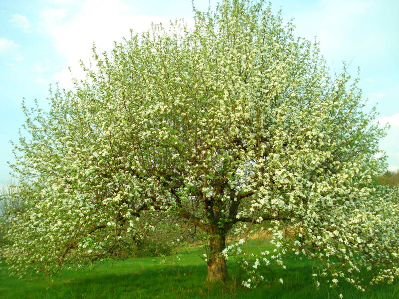 dsc01830-standard.jpg
