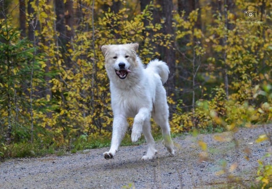 Jäbä kuva 2