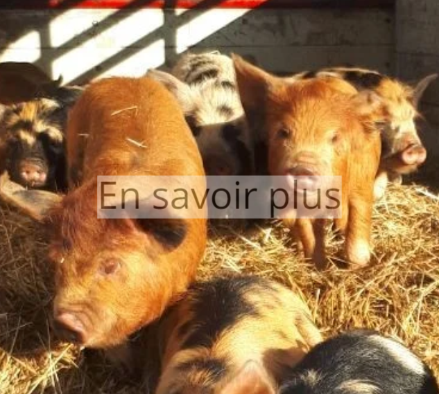 Petits couchons Kune-Kune