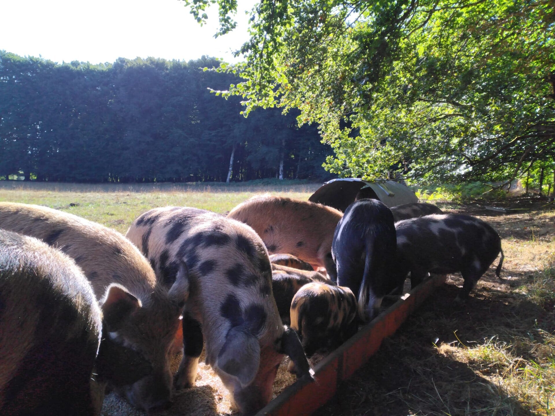Petits couchons Kune-Kune