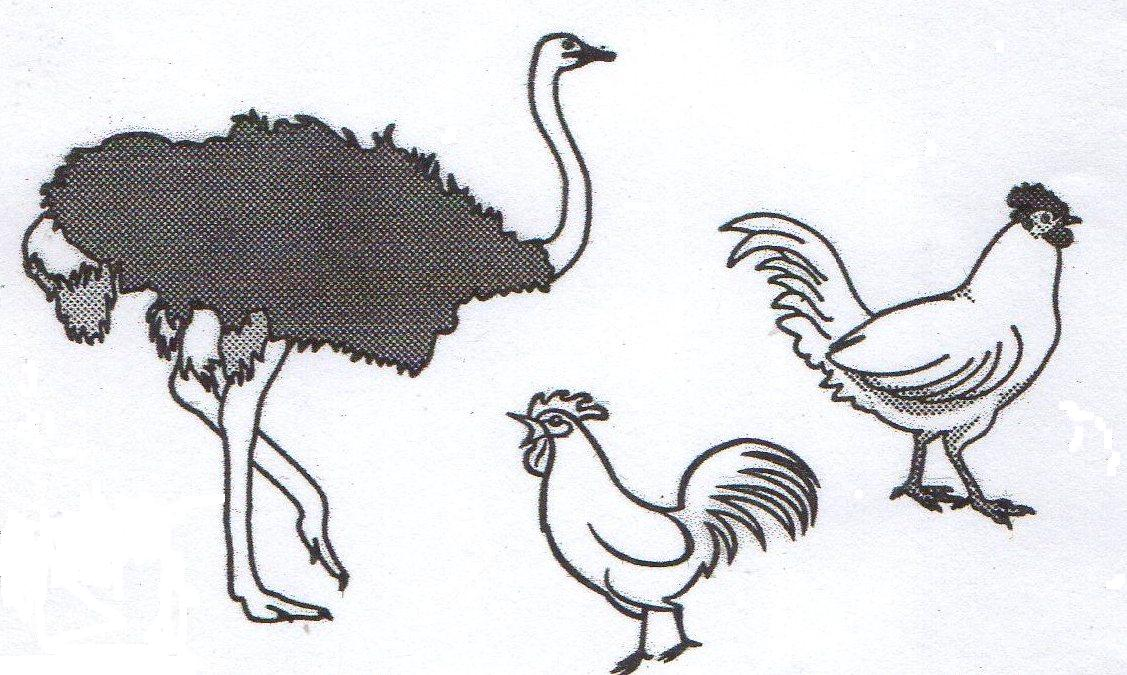 NATURAL SAL PLUS PER VOLATILI