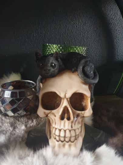 Schedel met Zwarte Kat