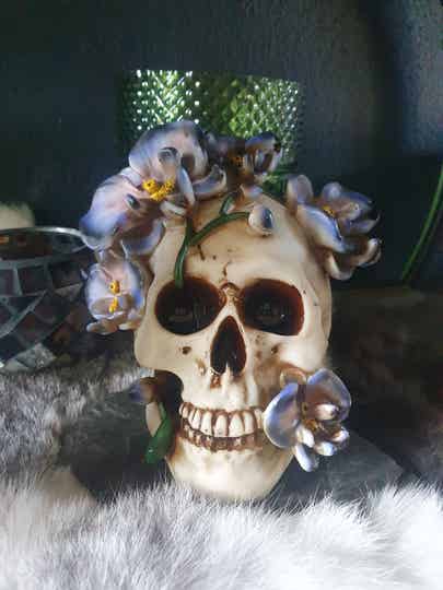 Schedel Paarse Klimop