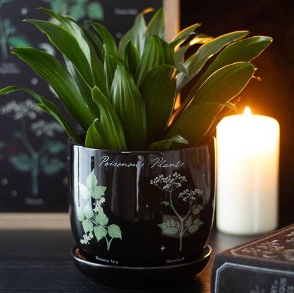 Poisonous Plants Plantpot