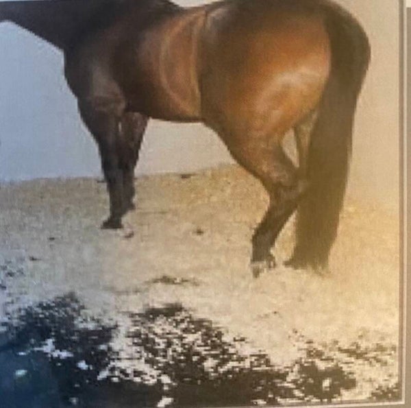 ErgoFloor stallmatte for hest. 1,7 x 122 x 183 cm.