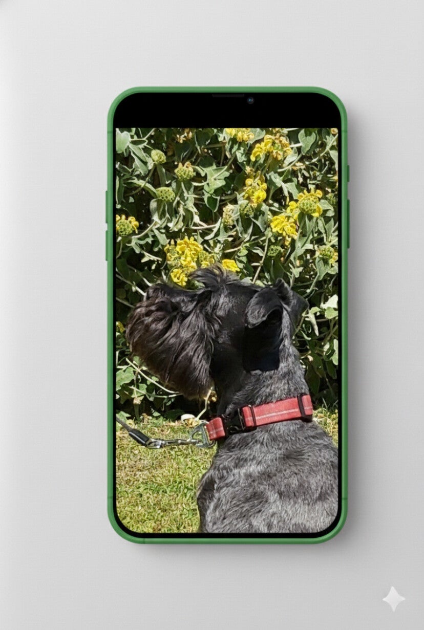 A Schnauzer sitting side on for it;s photo for The Acheson Atellier A3 artwork.