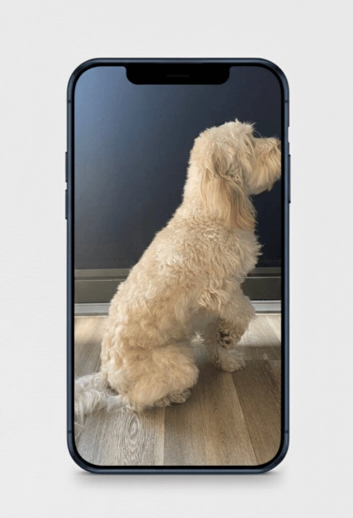 A Cocker Spaniel sitting side on for it;s photo for The Acheson Atellier A3 artwork.