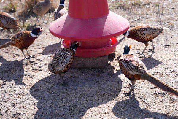 Pheasant Hen
