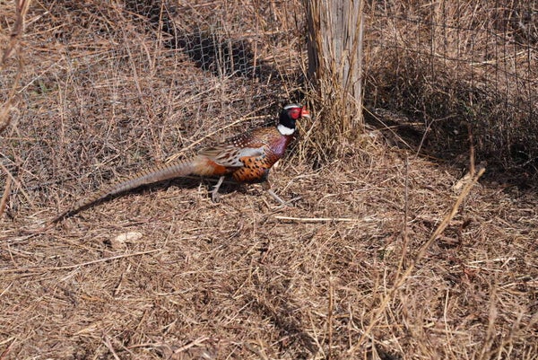Ringneck Pheasant