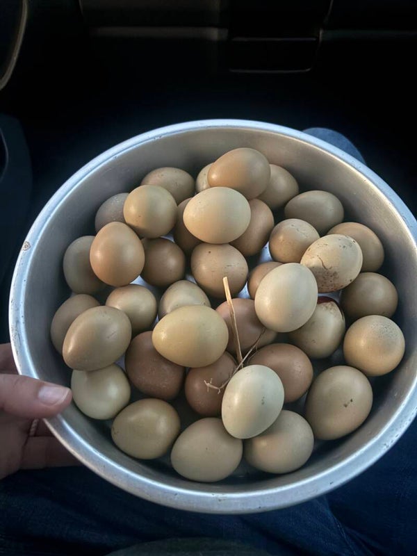Pheasant Eggs