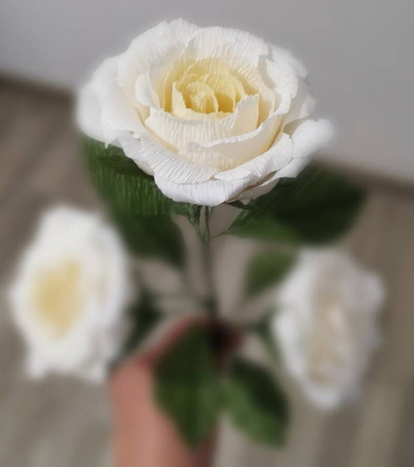 ROSA COLORE BIANCO/CREMA