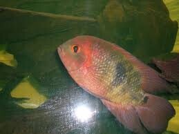 Pielegnica  tempolaris	Wielkosc 	4,0 cm