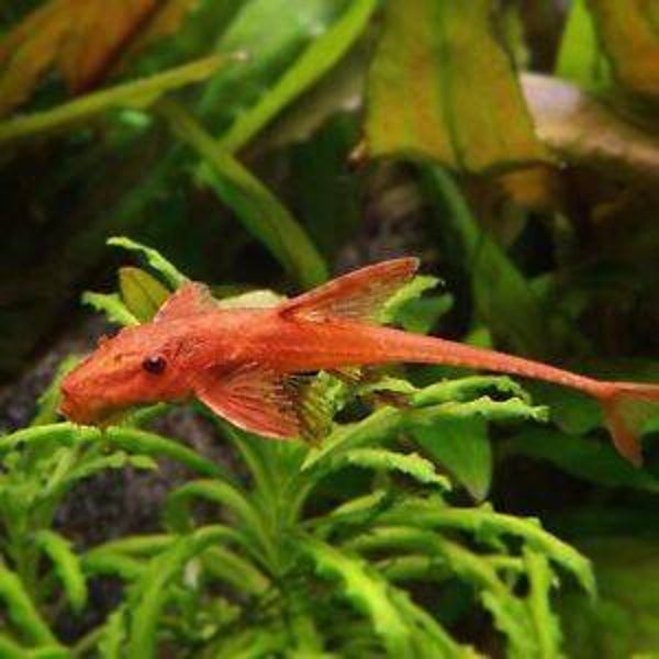 Loricaria czerwona
