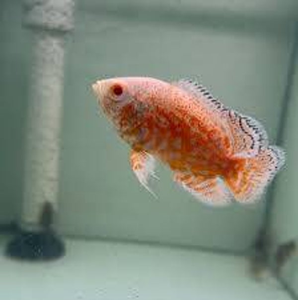 Pielęgnica oscar albino red tiger nemo