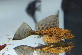 Glonojad plekostomus