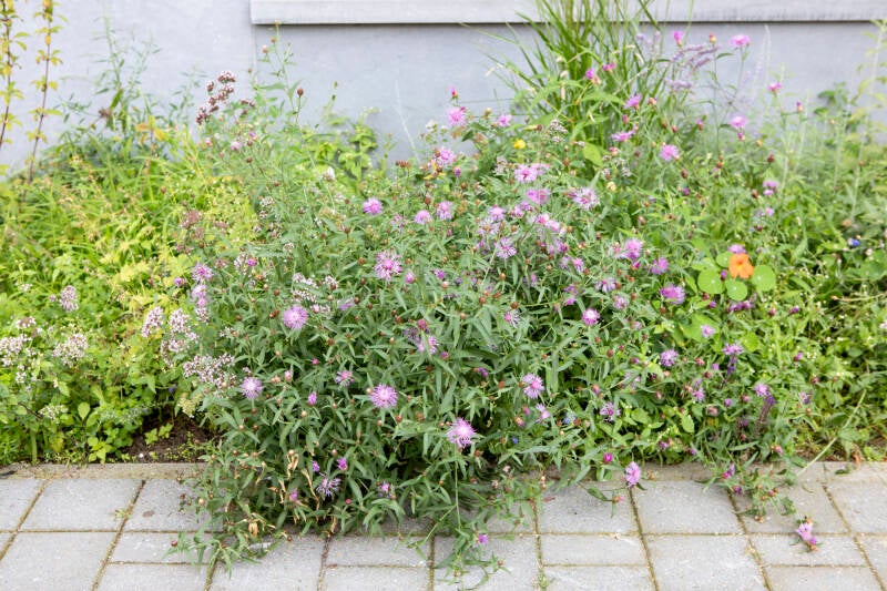 anjes-natuurlijk-anjes-gesink_5477-standard-oergi5.jpg