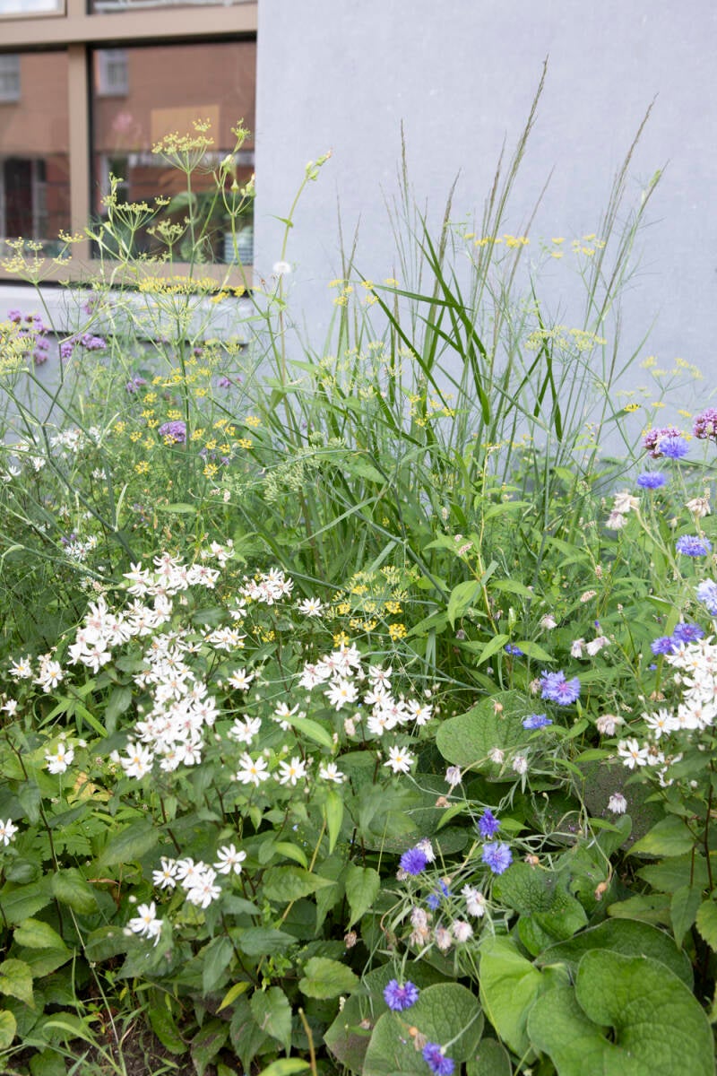 anjes-natuurlijk-anjes-gesink__ag_5507-standard.jpg