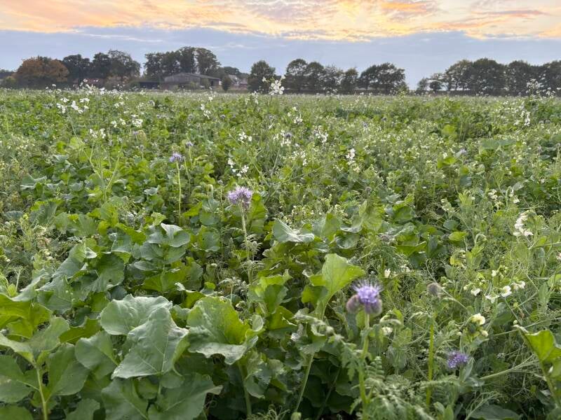 Zwischenfrucht im Herbst