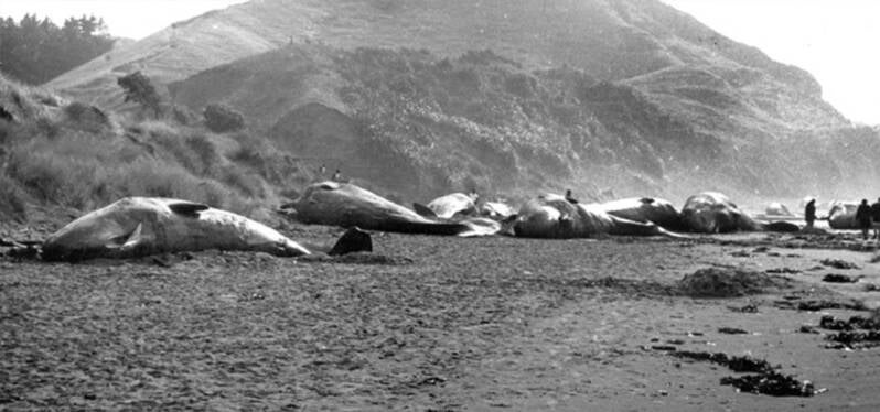 Whales stranded at Gisborne's Wainui Beacj in 1970. As the tide receded the sight on nearly 60 dead and dying whales was something eye witnesses would never forget.