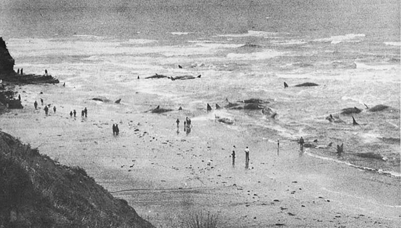 As the grey morning dawned on that fateful day in March of 1970, a horrific sight greeted early risers at Wainui Beach. At the northern-most end of the bay a pod of 59 sperm whales thrashed about in the shallows. Many had beached onto the jagged reef wher