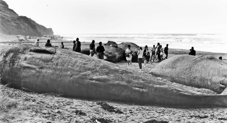 Whales stranded at Gisborne's Wainui Beacj in 1970. 