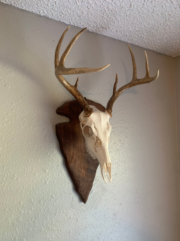 CUSTOMIZABLE European Deer Skull Mount Plaque