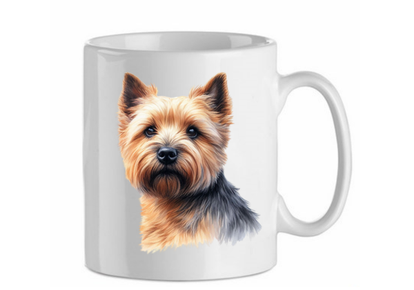 Norwich terrier 1.1