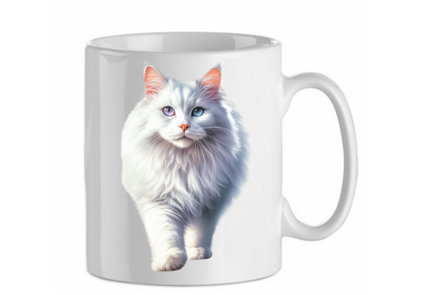 Turkish angora 12