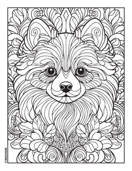 18_dogs_pomeranian-standard.jpg
