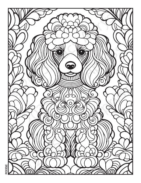 19_dogs_poodle-standard.jpg
