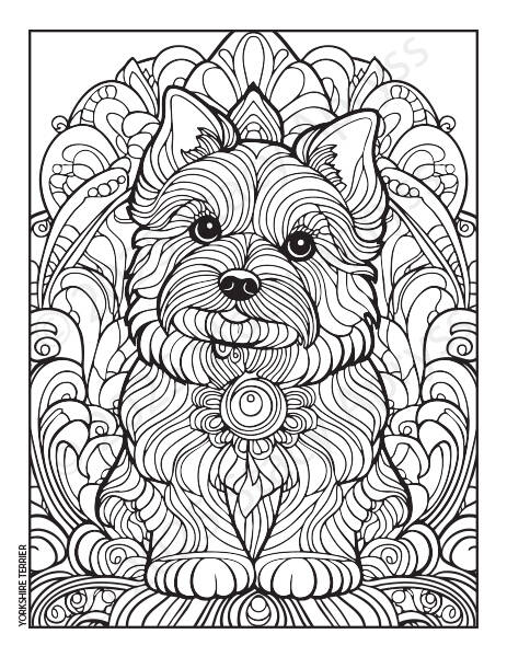 24_dogs_yorkshireterrier-standard.jpg