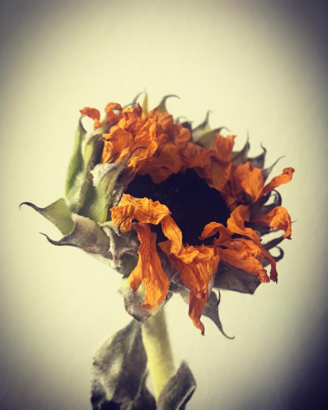 Girasole appassito e piegato verso il basso, simbolo della delusione, delle aspettative infrante e della bellezza presente anche nei momenti di cambiamento interiore.