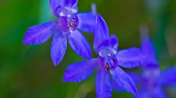 FLOWER ESSENCE CLEAR VISION