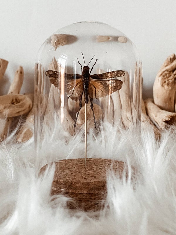 Little Nomad - Mini Glass Dome