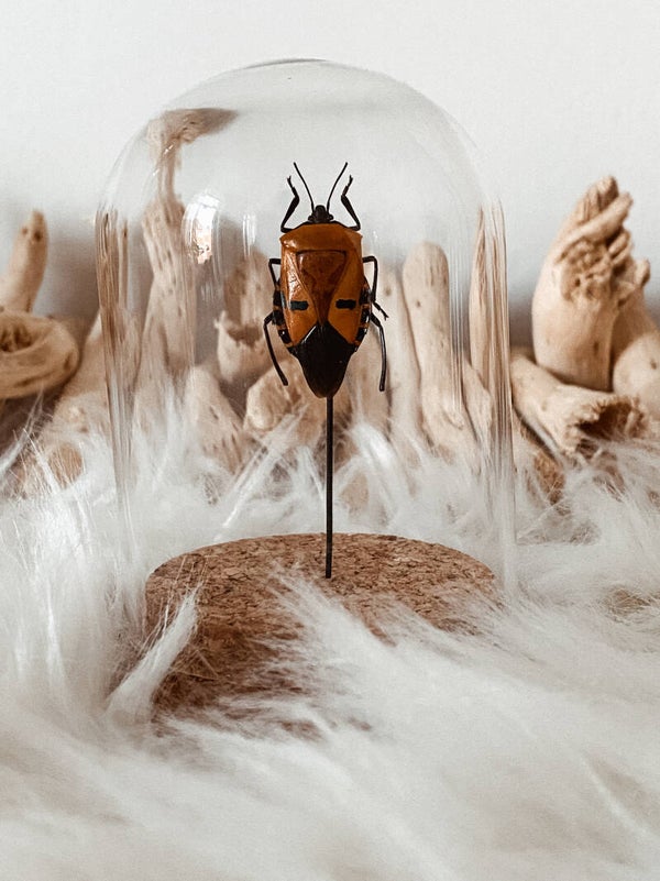 Bright Spot - Mini Glass Dome