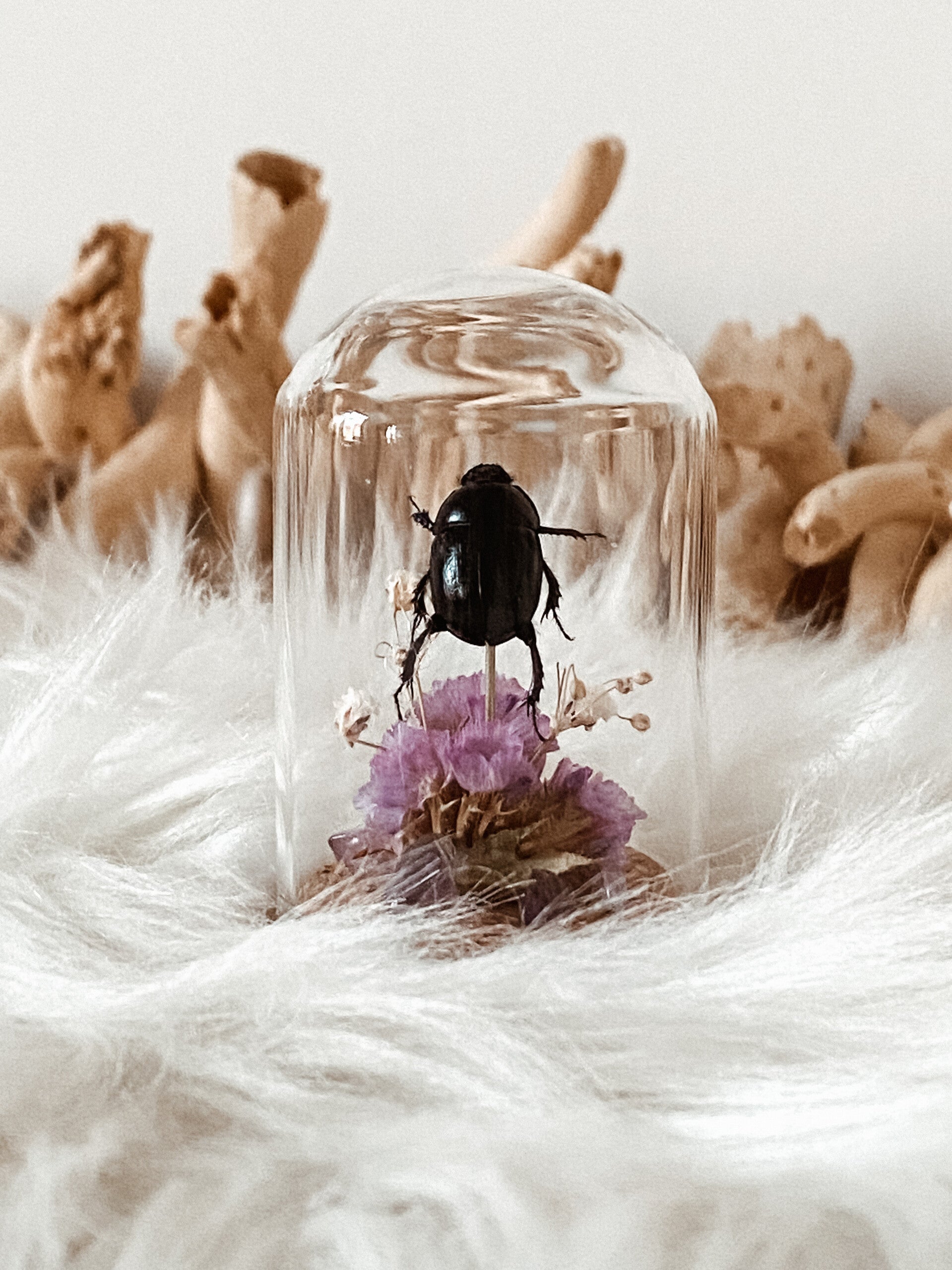 Midnight Mini - Tiny Glass Dome