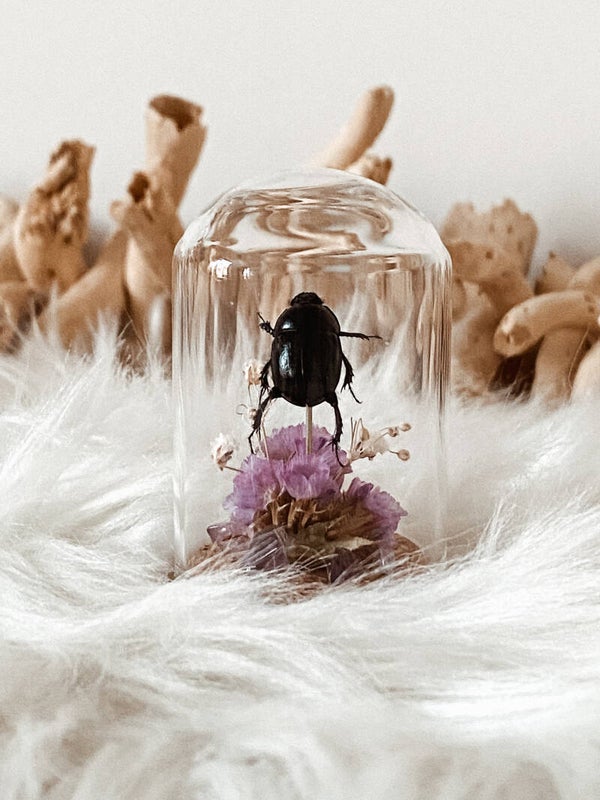 Midnight Mini - Tiny Glass Dome
