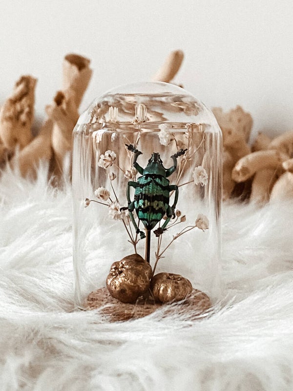 Emerald Gleam - Tiny Glass Dome