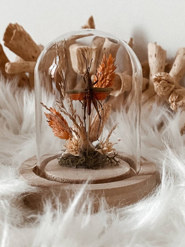 Sprightly Happiness - Glass Dome