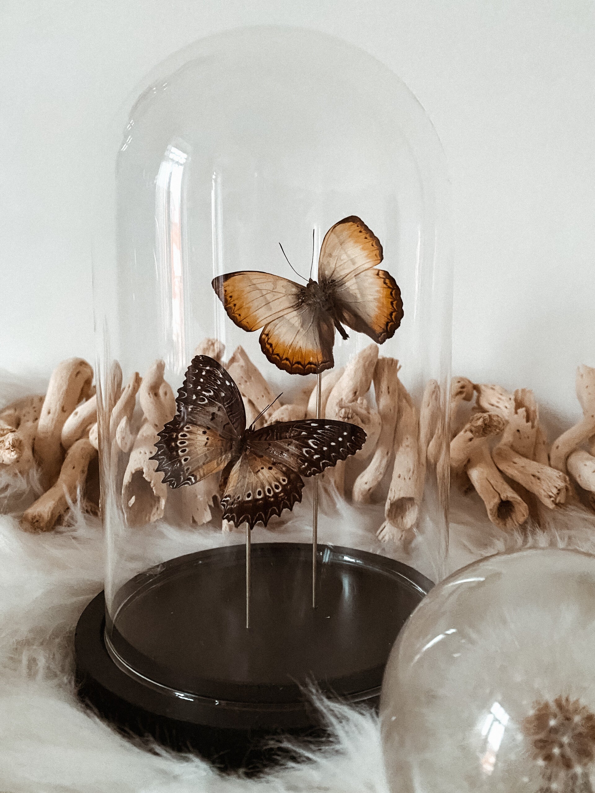 Perfect Harmony - Glass Dome