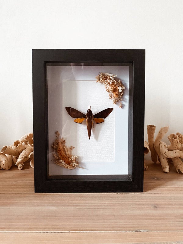 Amber Embrace - Frame