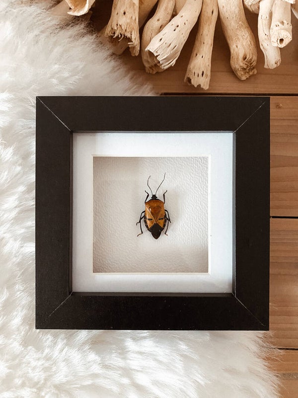Sunlit Pauze - Mini Frame