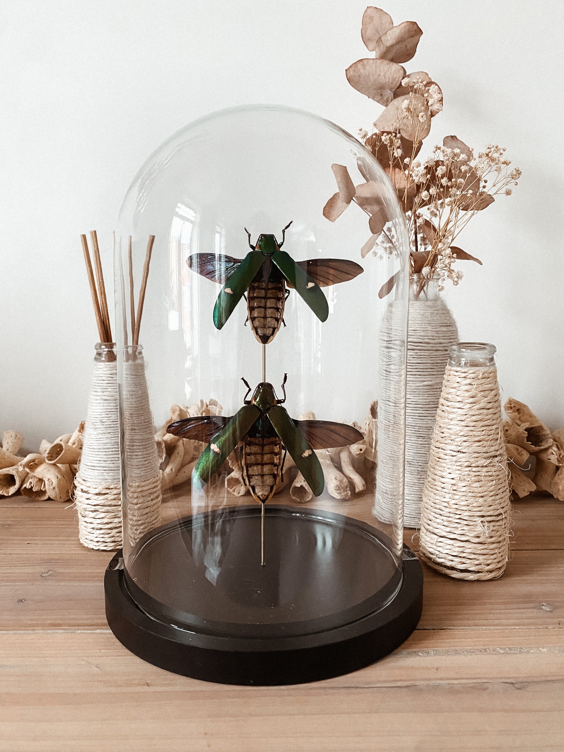 Radiant Force - Glass Dome