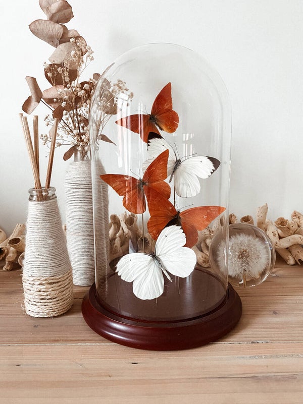 Maison Rouge - Glass Dome