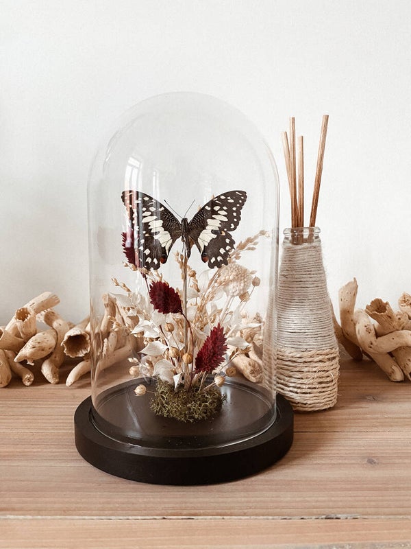 Velvet Contrast - Glass Dome