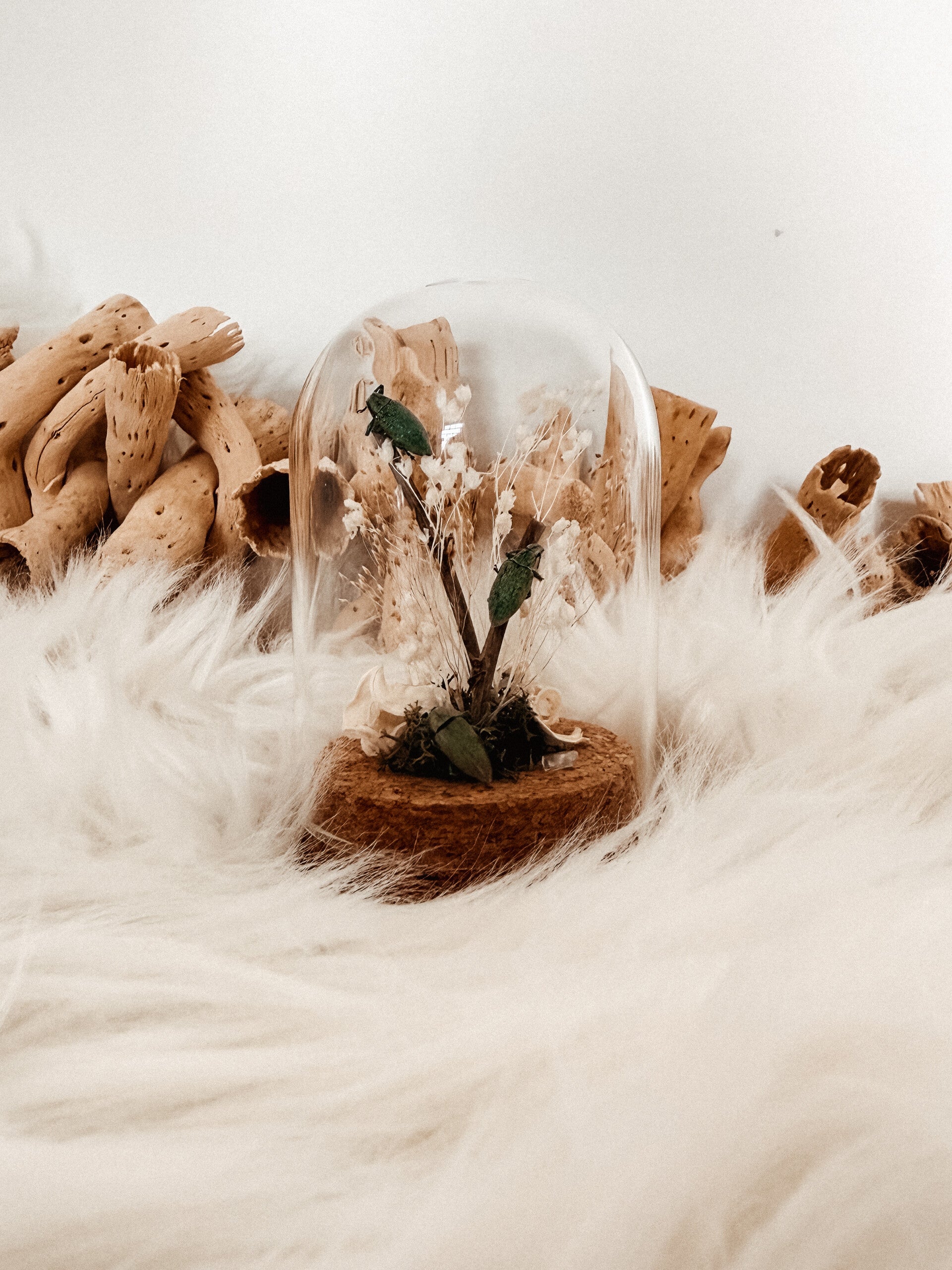 Hidden Green Magic - Mini Glass Dome