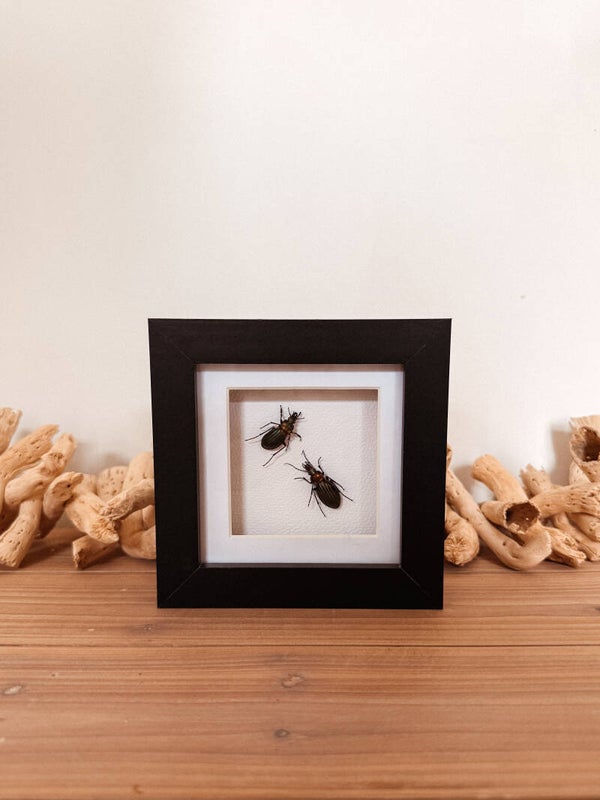 Twin Glow - Mini Frame