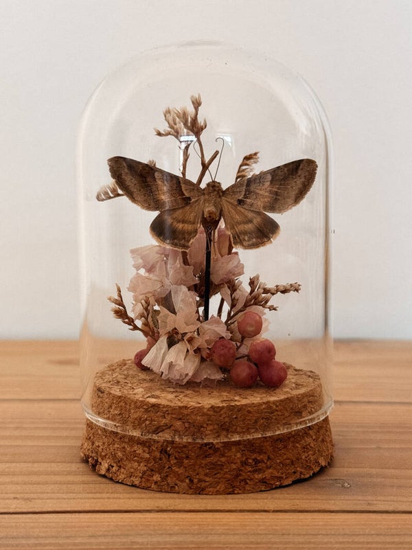 Blush Whisper - Mini Glass Dome